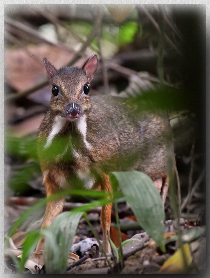 Lesser Mouse Deer at Tabin