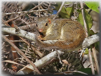 Lesser Treeshrew in the Crocker Range