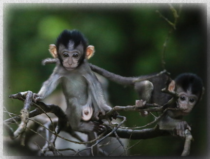 Long-tailed Macaque