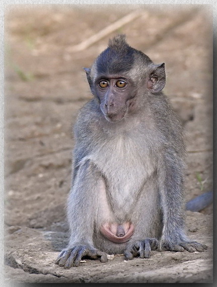 Long-tailed Macaque