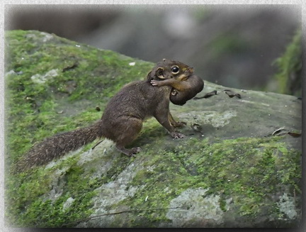 Low's Squirrel with baby