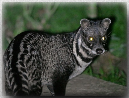 Malayan Civet at Kinabatangan