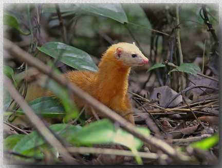 Malayan Weasel at Poring Hot Springs