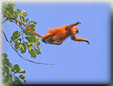 Maroon Langur at Tawau Hills Park