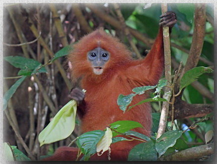 Maroon Leaf Monkey