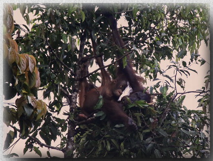 Bornean Orangutan on nest