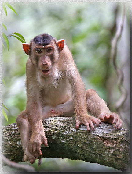 Pig-tailed Macaque at Sepilok