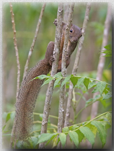 Plantain Squirrel