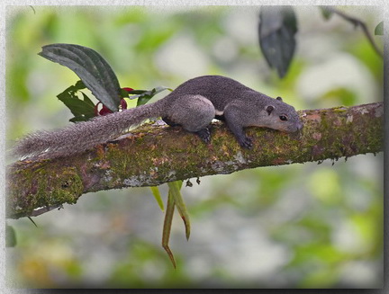 Prevost's Squirrel subspecies caroli