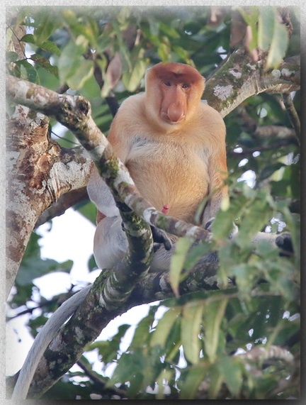 Proboscis Monkey