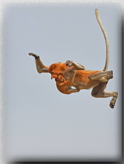 Proboscis Monkey jumping in the Kinabatangan
