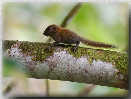 Bornean Pygmy Squirrel at Mulu NP, Sarawak