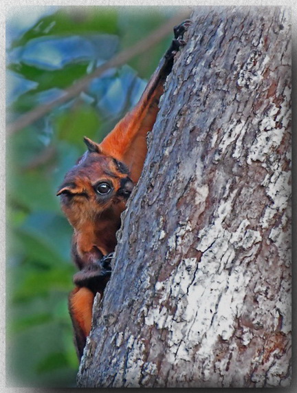 Red Giant Flying Squirrel