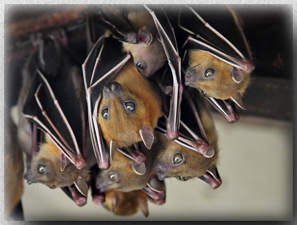 Short-nosed Fruit Bat