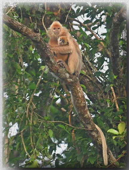 Silvered Langur rufous morph