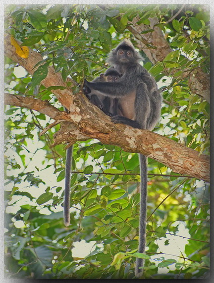 Silvered Langur