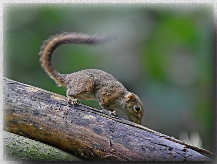 Slender Squirrel