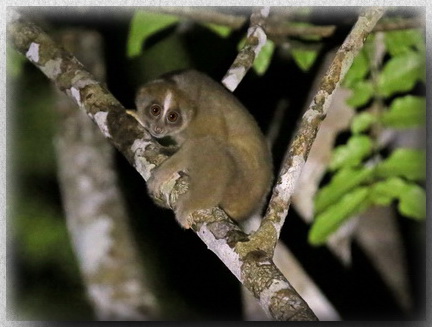 Slow Loris at Sepilok Forest Reserve