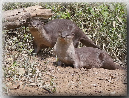 Smooth Otter