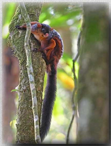Spotted Giant Flying Squirrel on Mt Kinabalu