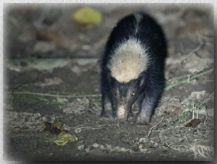 Sunda Stink Badger - Skunk