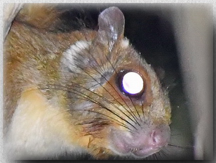 Whiskered Flying Squirrel -borneoensis