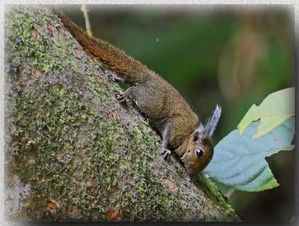 Whitehead's Pygmy Squirrel