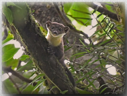 Yellow-throated Marten at Borneo Highlands