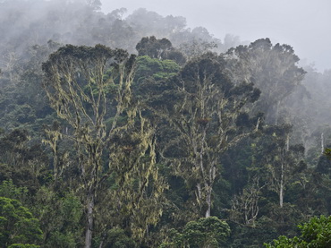 Forest on Arfak Mountains