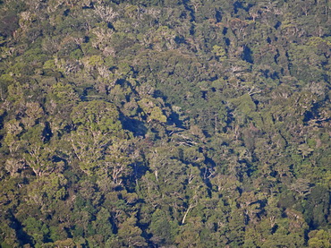 Forest
              in the Arfak Mountains