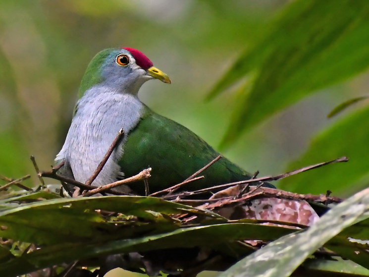 Beautiful Fruit-Dove on Waigeo