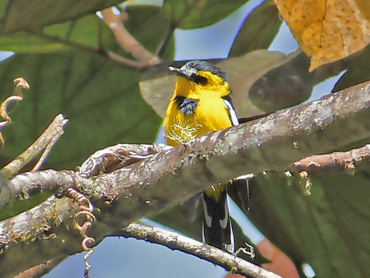 Black-breasted Boatbill