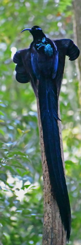 Black Sicklebill in Arfak Papua