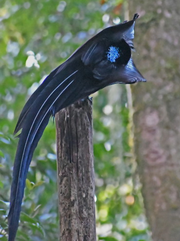 Black Sicklebill in display at Arfak