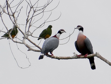 Collared Imperial Pigeon