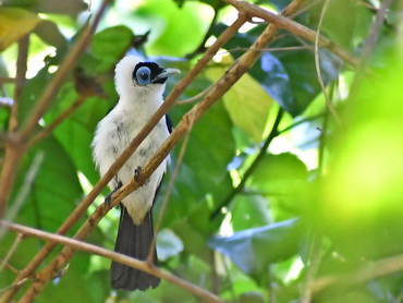 Frilled Monarch at Raja Ampat