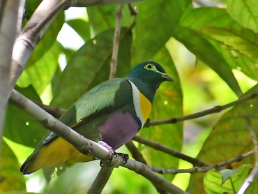 Geelvink Fruit-dove on Biak