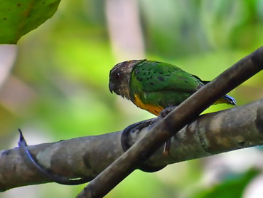 Geelvink Pygmy Parrot on Biak