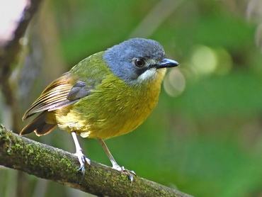 Green-backed Robin at Arfak