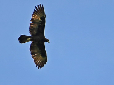 Gurney's Eagle on Biak