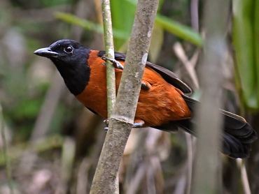 Hooded
              Pitohui at Arfak