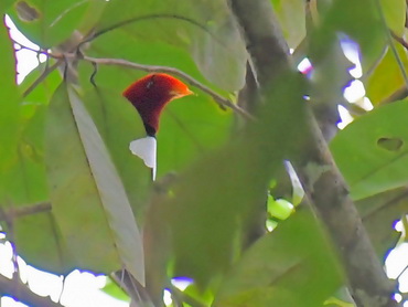 King Bird of Paradise