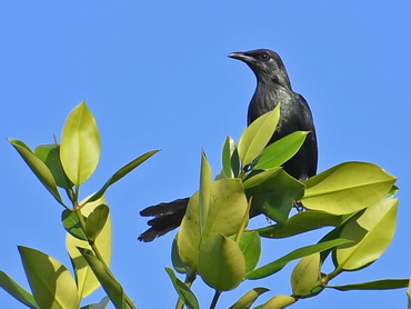 Long-tailed Starling on Biak