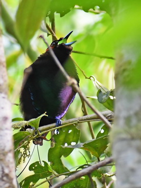 Magnificent Bird of Paradise