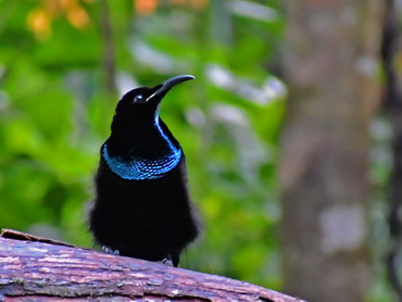 Magnificent Riflebird display