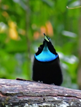 Magnificent Riflebird at
              Nimbokrang