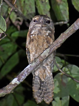 Marbled Frogmouth at Nimbokrang