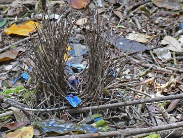 Masked Bowerbird