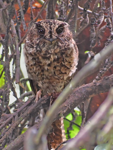 Mountain Owlet Nightjar at Arfak