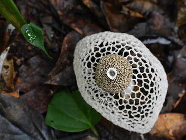 Long-net Stinkhorn or Veiled Lady